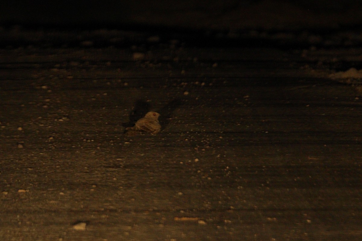 Egyptian Nightjar - ML638741666