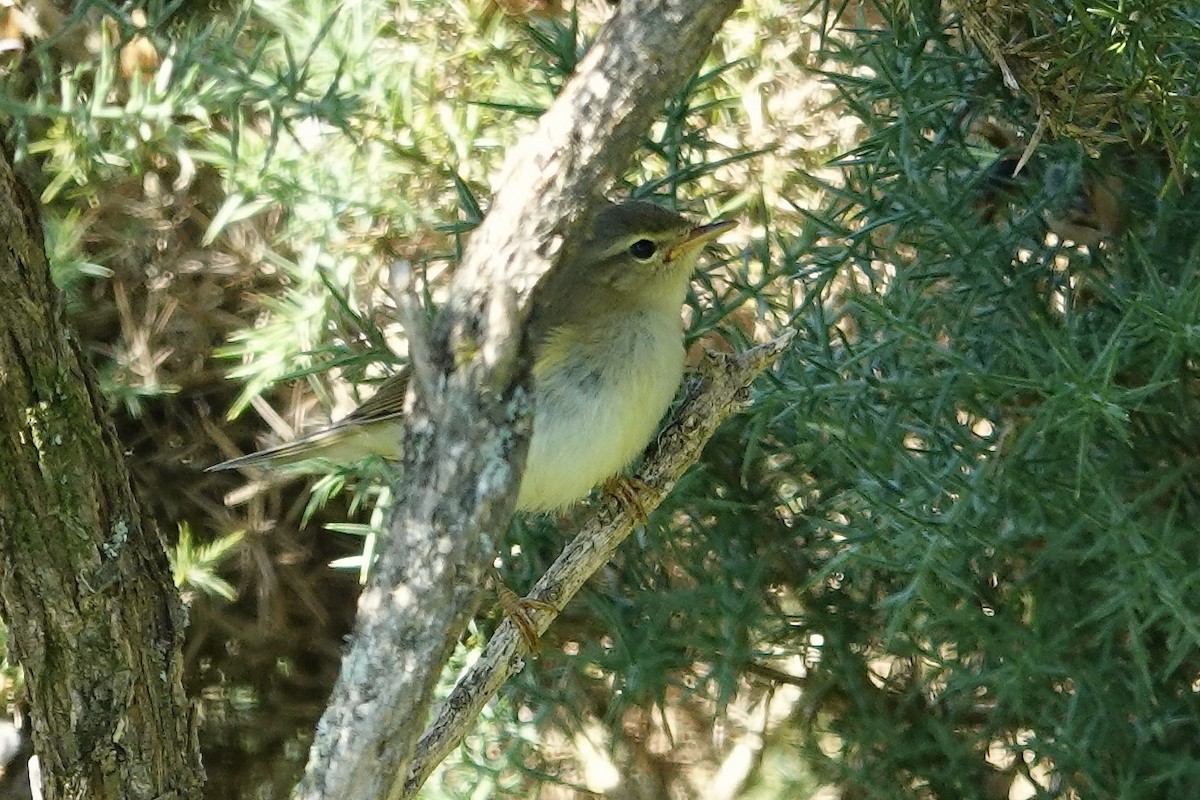 Willow Warbler - ML638741669