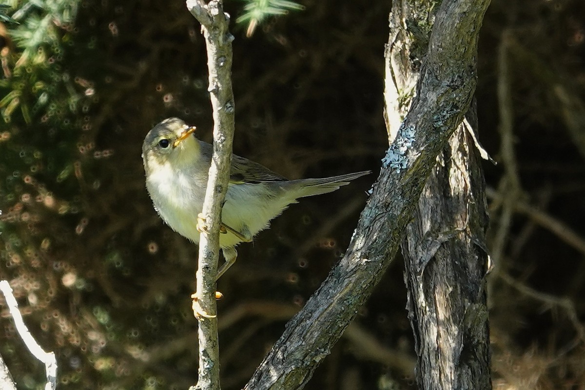 Willow Warbler - ML638741670