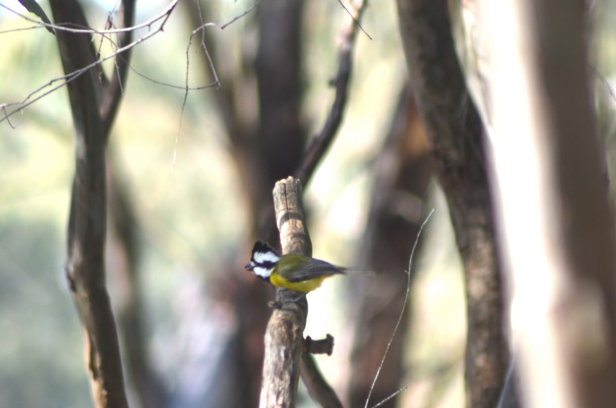 Eastern Shrike-tit - ML638741671
