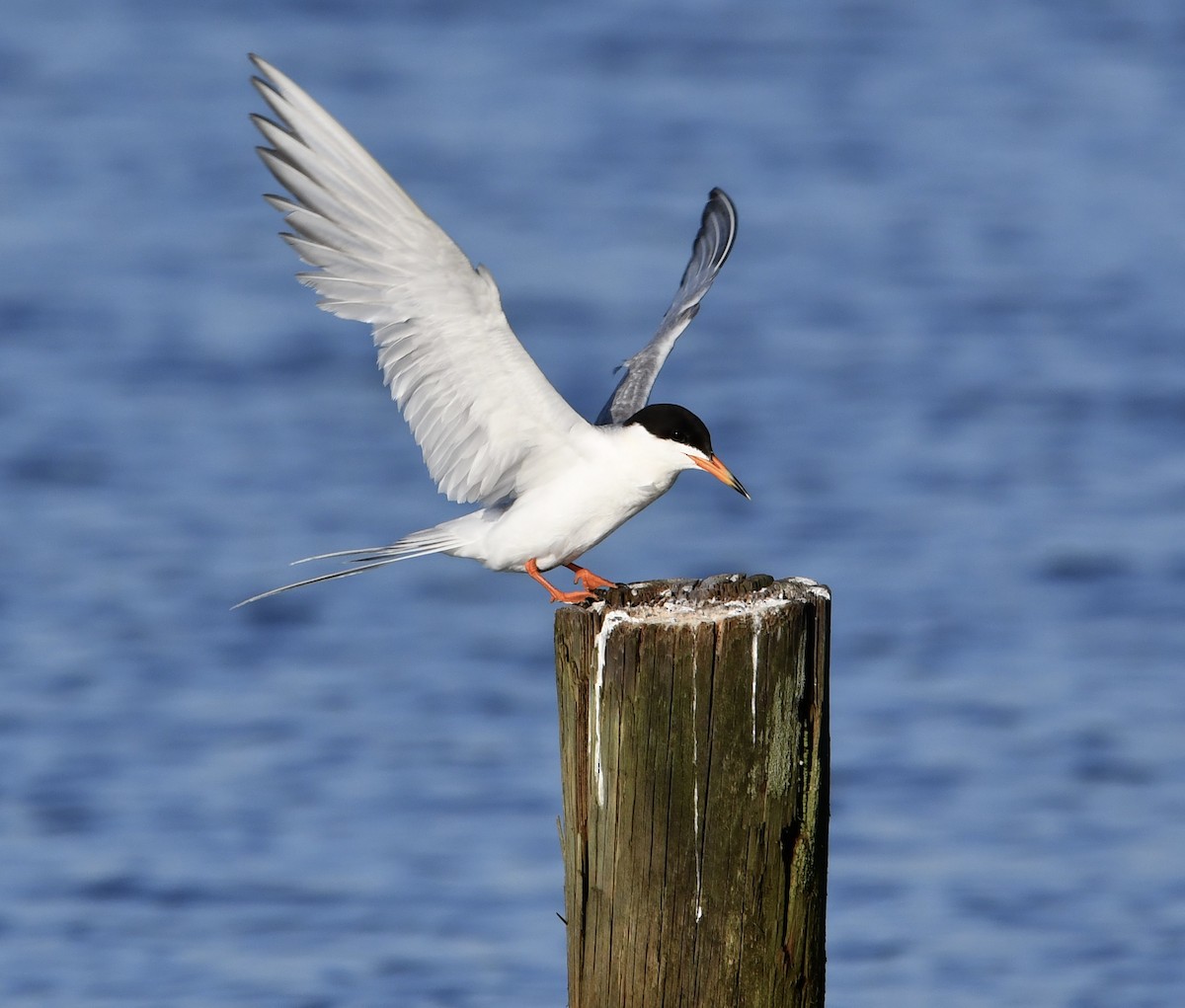 Forster's Tern - ML638741674