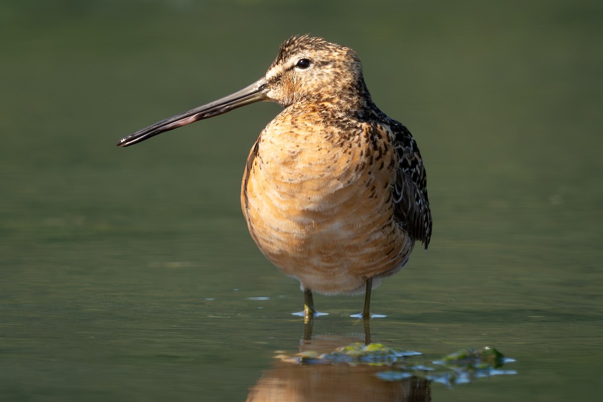 Long-billed Dowitcher - ML638741676