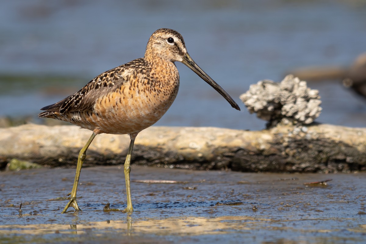 Long-billed Dowitcher - ML638741677