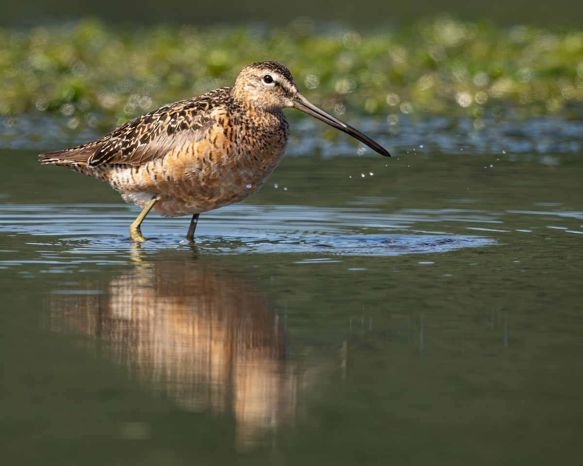 Long-billed Dowitcher - ML638741678
