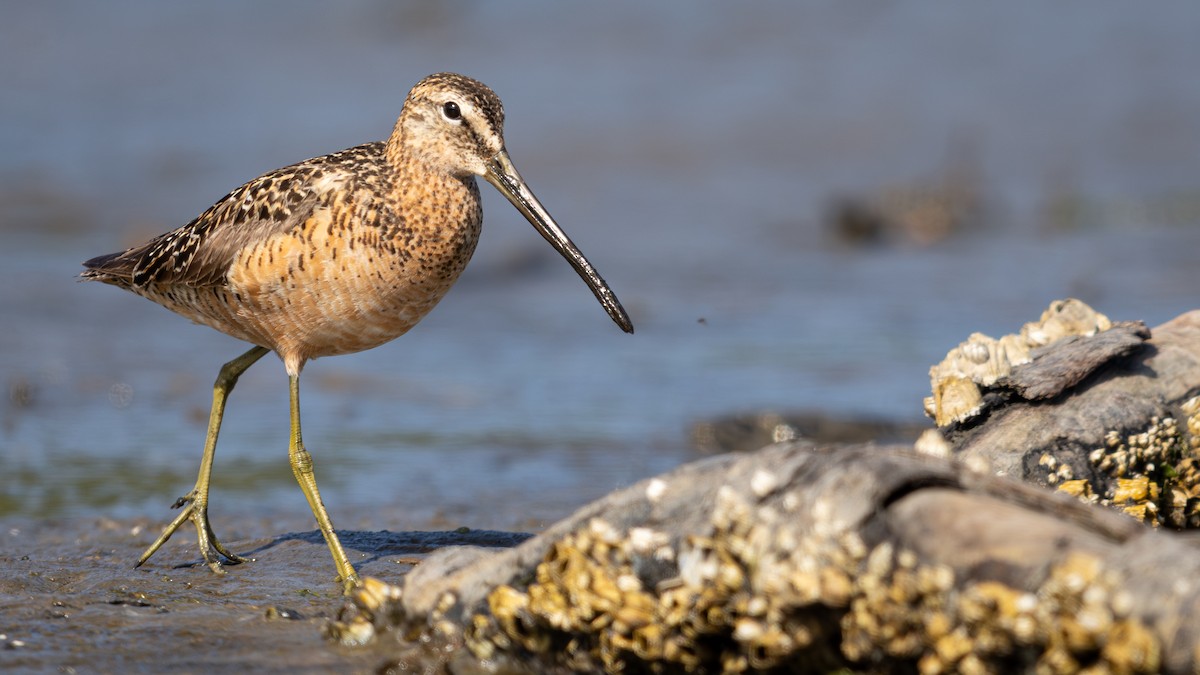 Long-billed Dowitcher - ML638741680