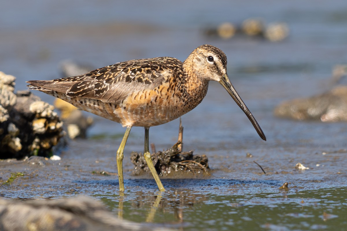 Long-billed Dowitcher - ML638741681