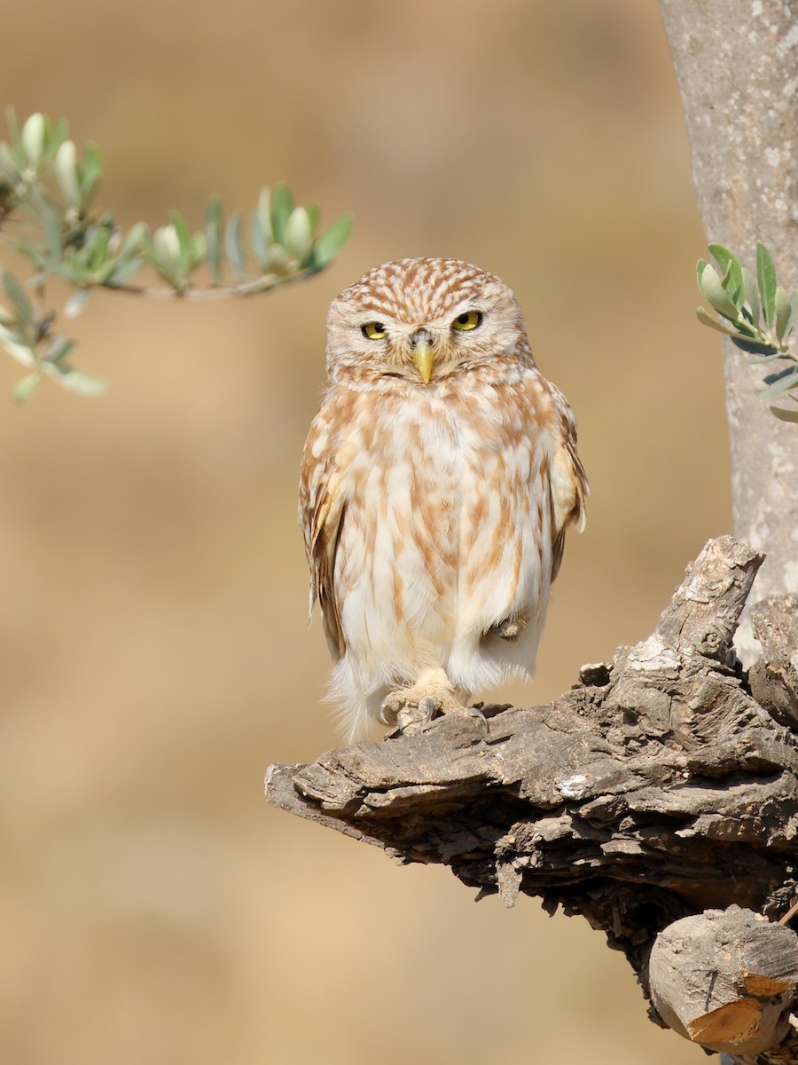 Little Owl - ML638741682