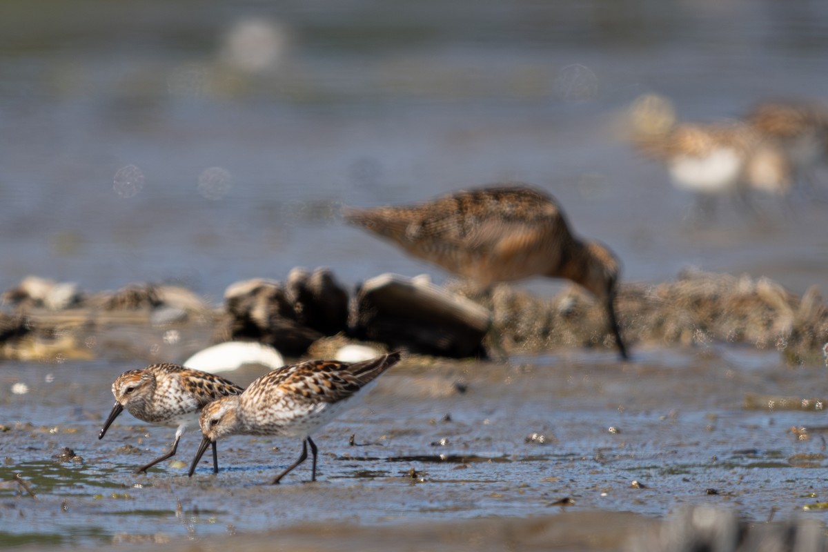 Western Sandpiper - ML638741684