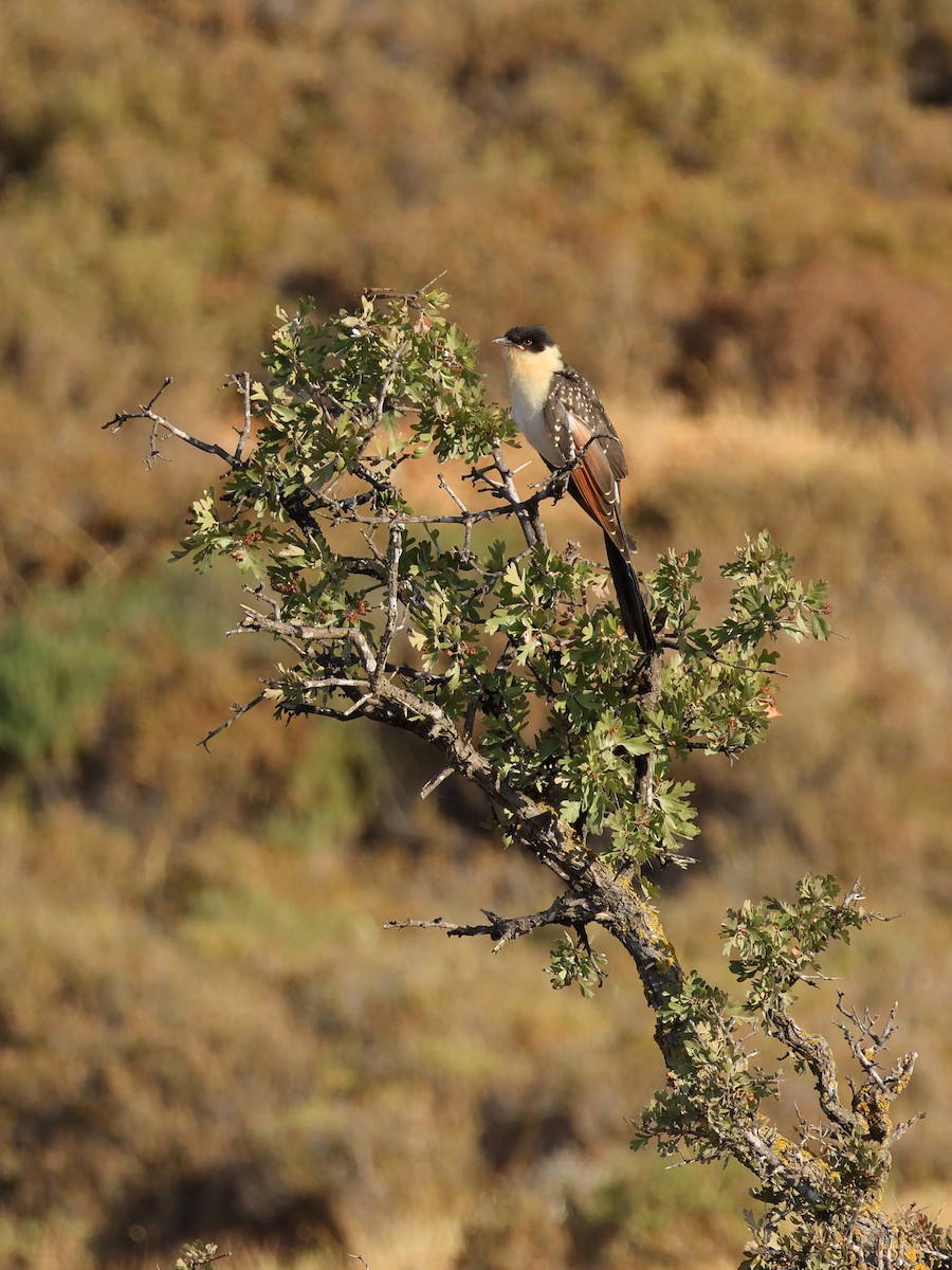Great Spotted Cuckoo - ML638741685