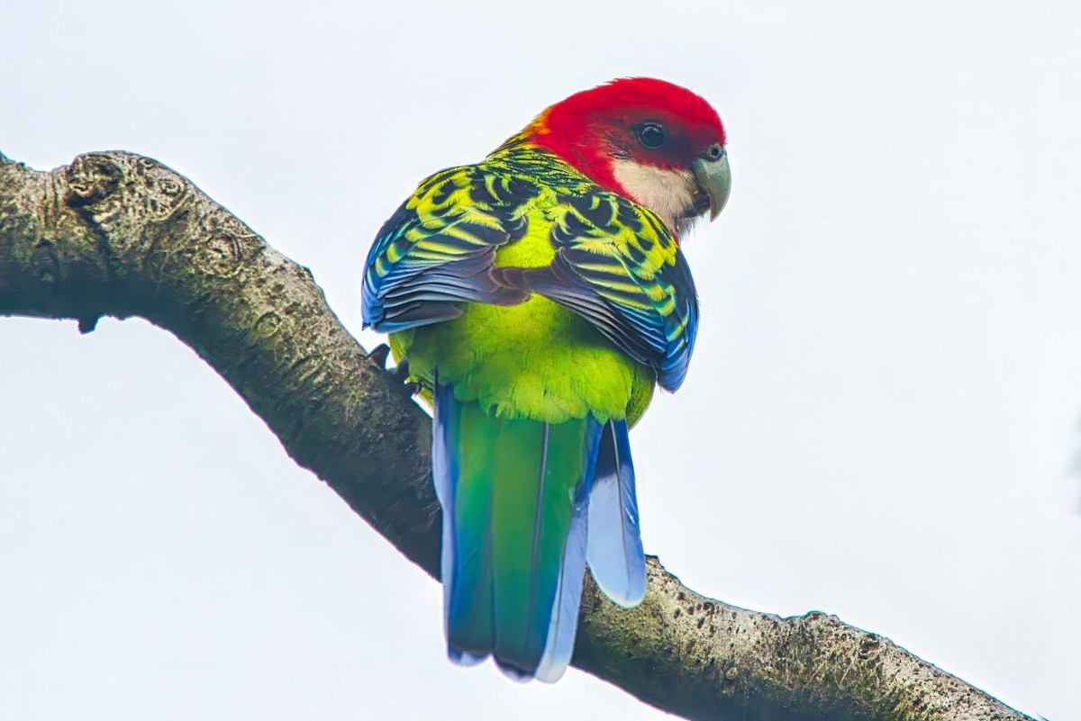 Eastern Rosella - ML638741689