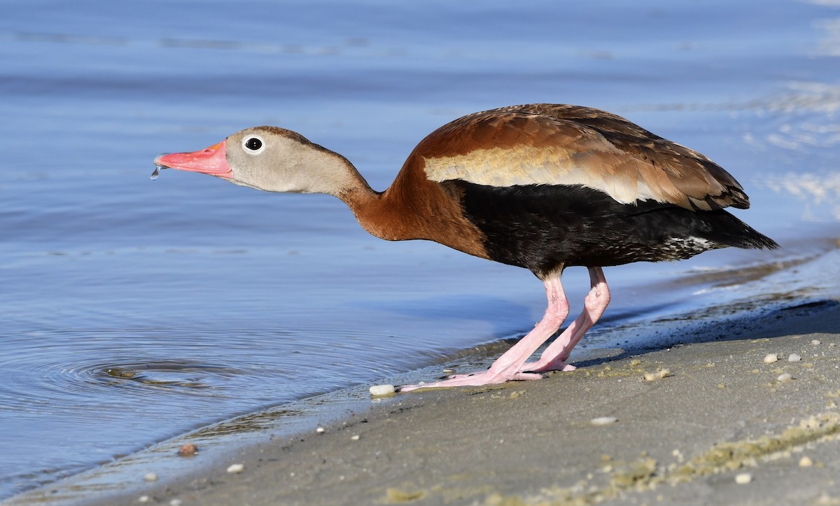Black-bellied Whistling-Duck - ML638741690