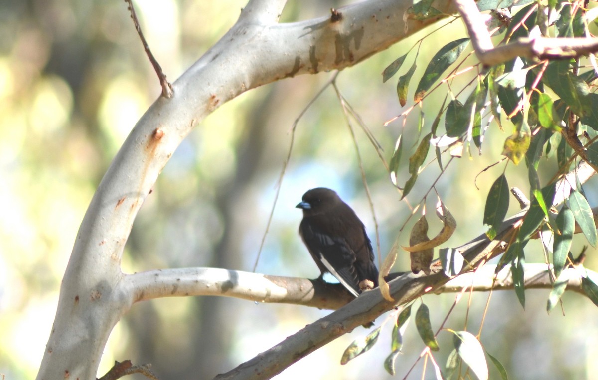 Dusky Woodswallow - ML638741692