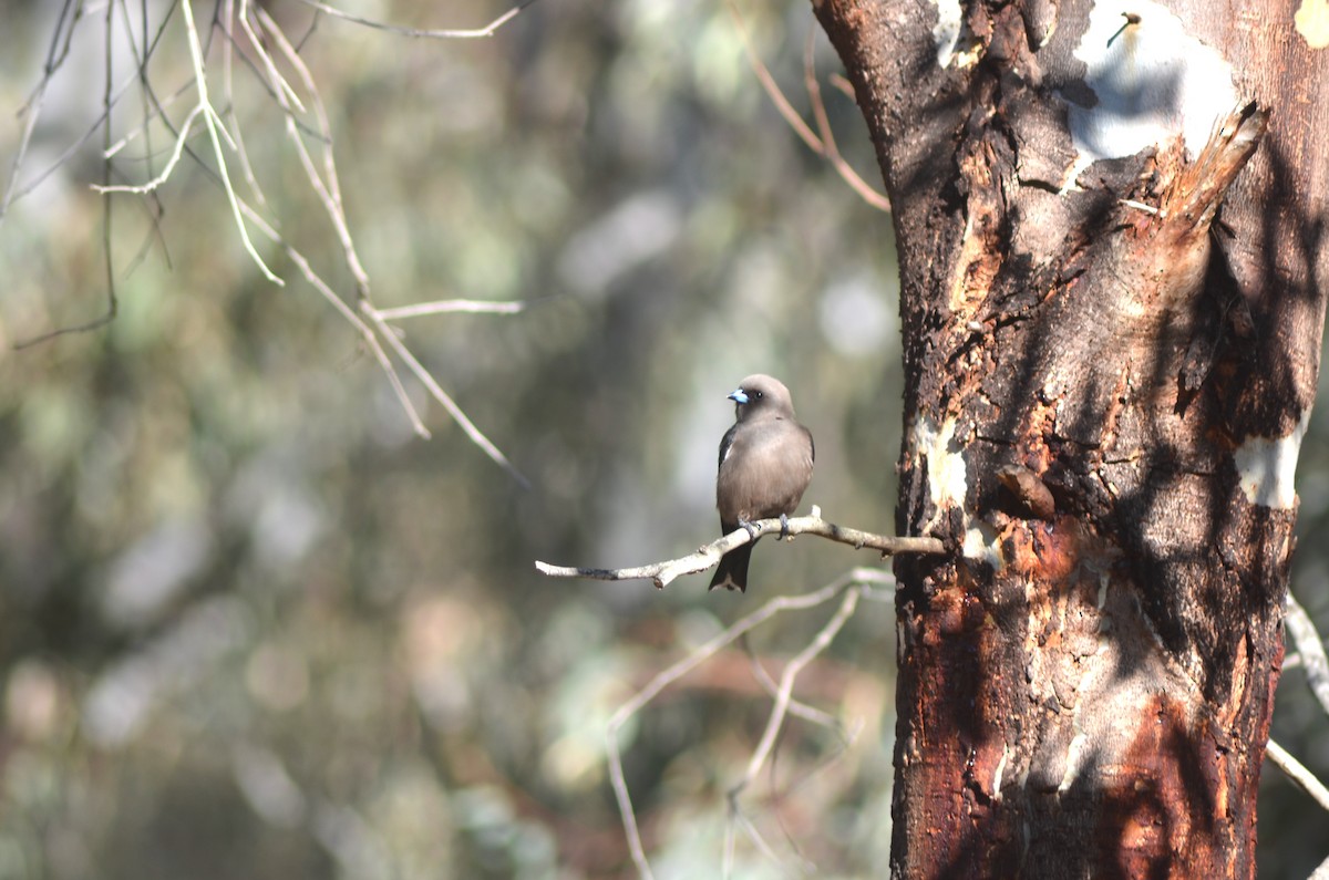 Dusky Woodswallow - ML638741693