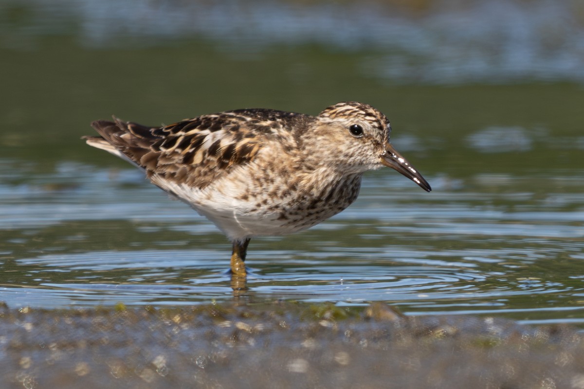 Least Sandpiper - ML638741696