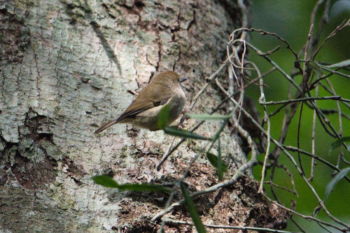 Large-billed Scrubwren - ML638741699