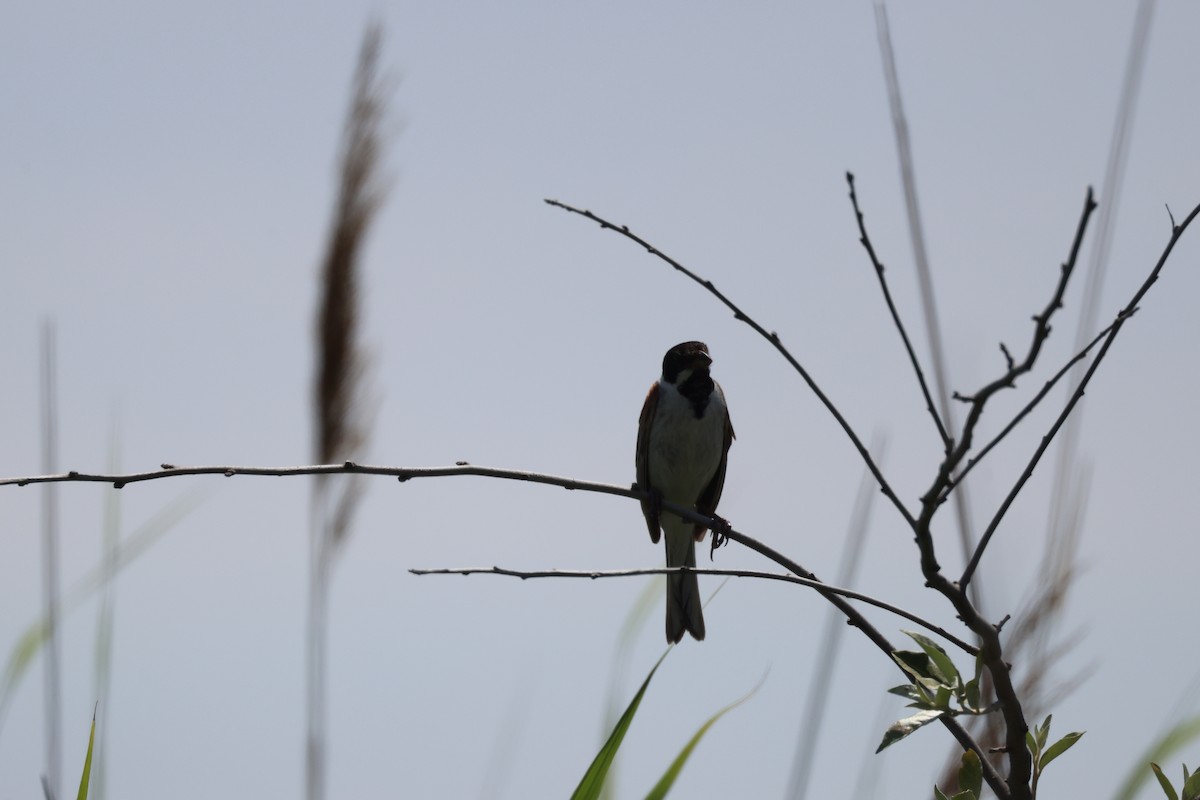 Reed Bunting - ML638741702