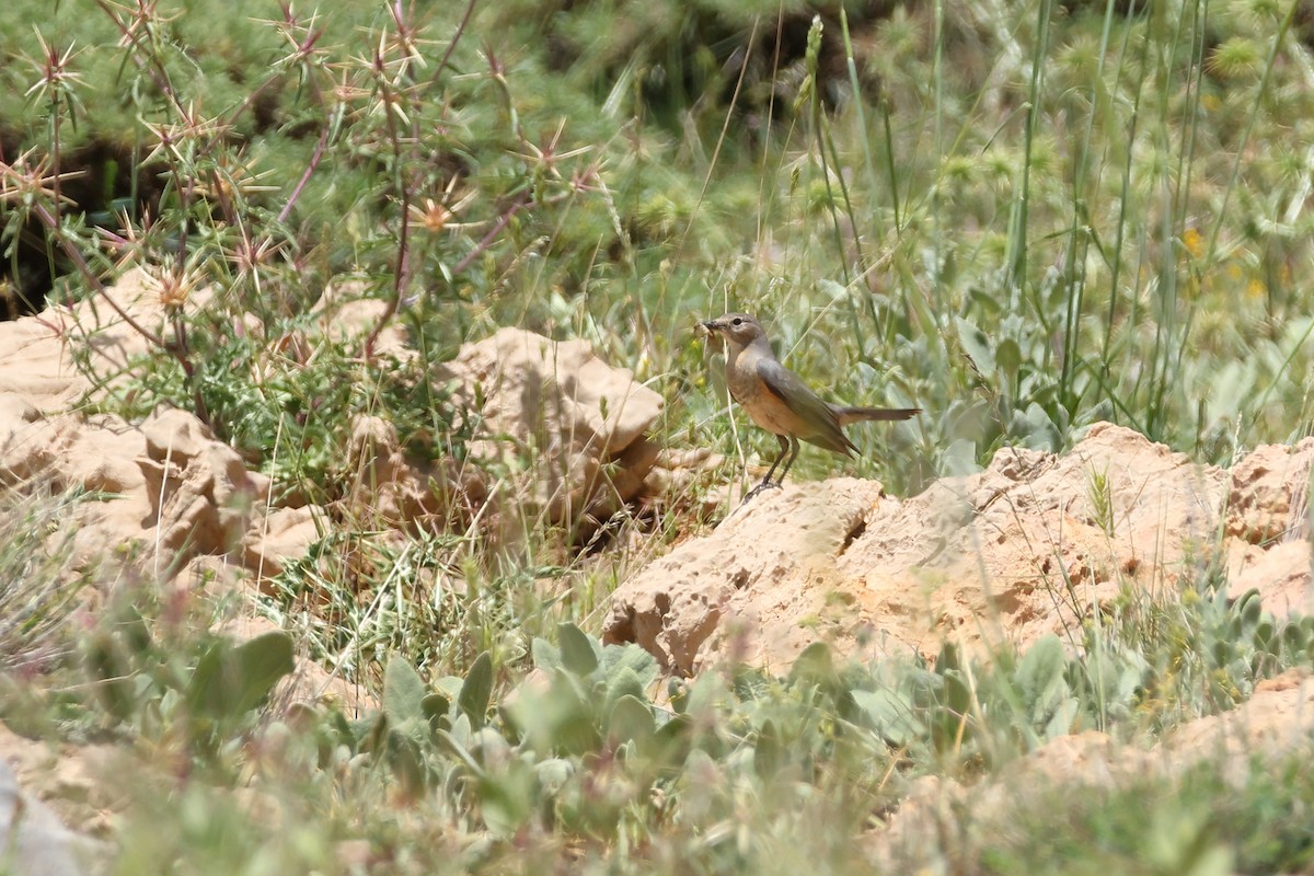 White-throated Robin - ML638741704