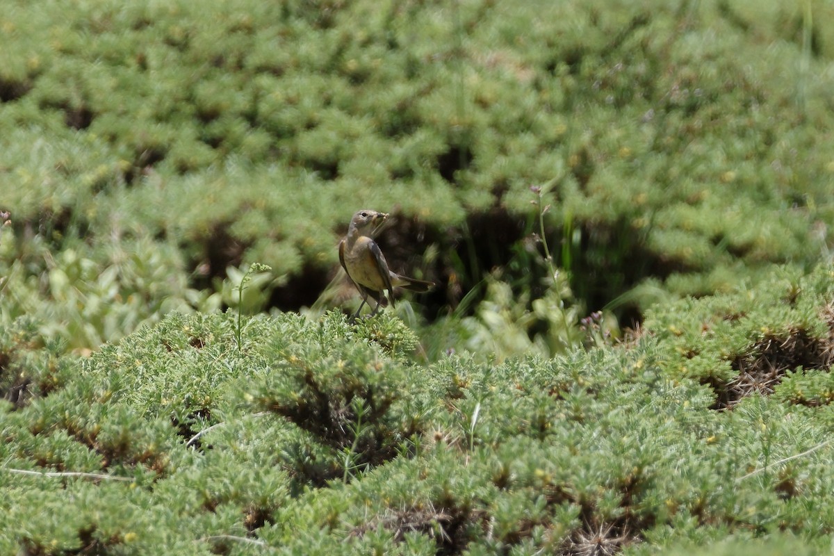 White-throated Robin - ML638741705