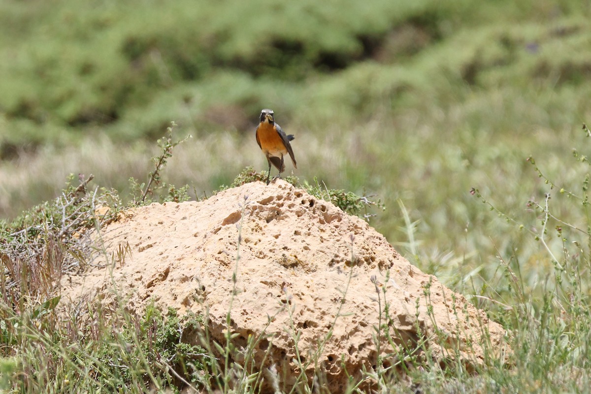 White-throated Robin - ML638741706