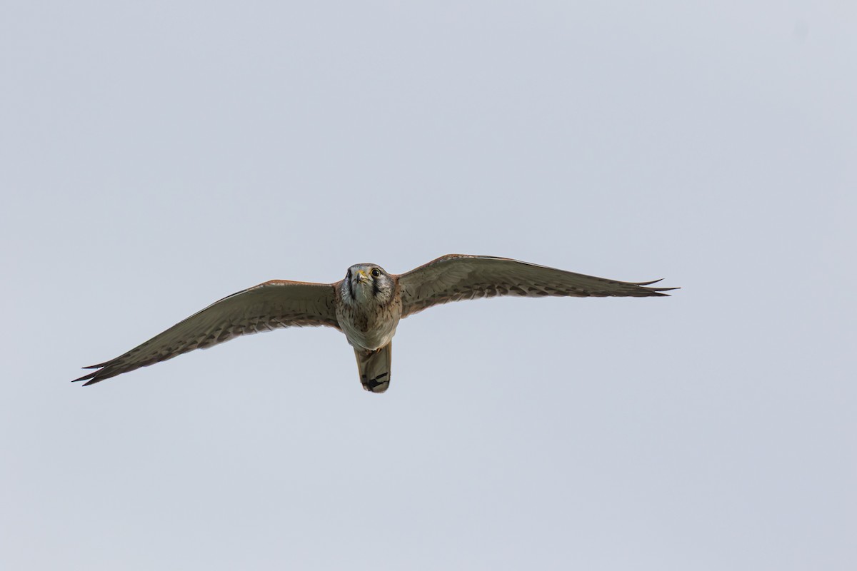 Nankeen Kestrel - ML638741707