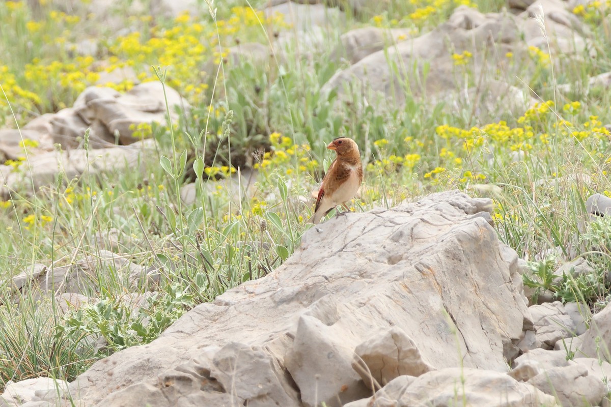 Crimson-winged Finch - ML638741710
