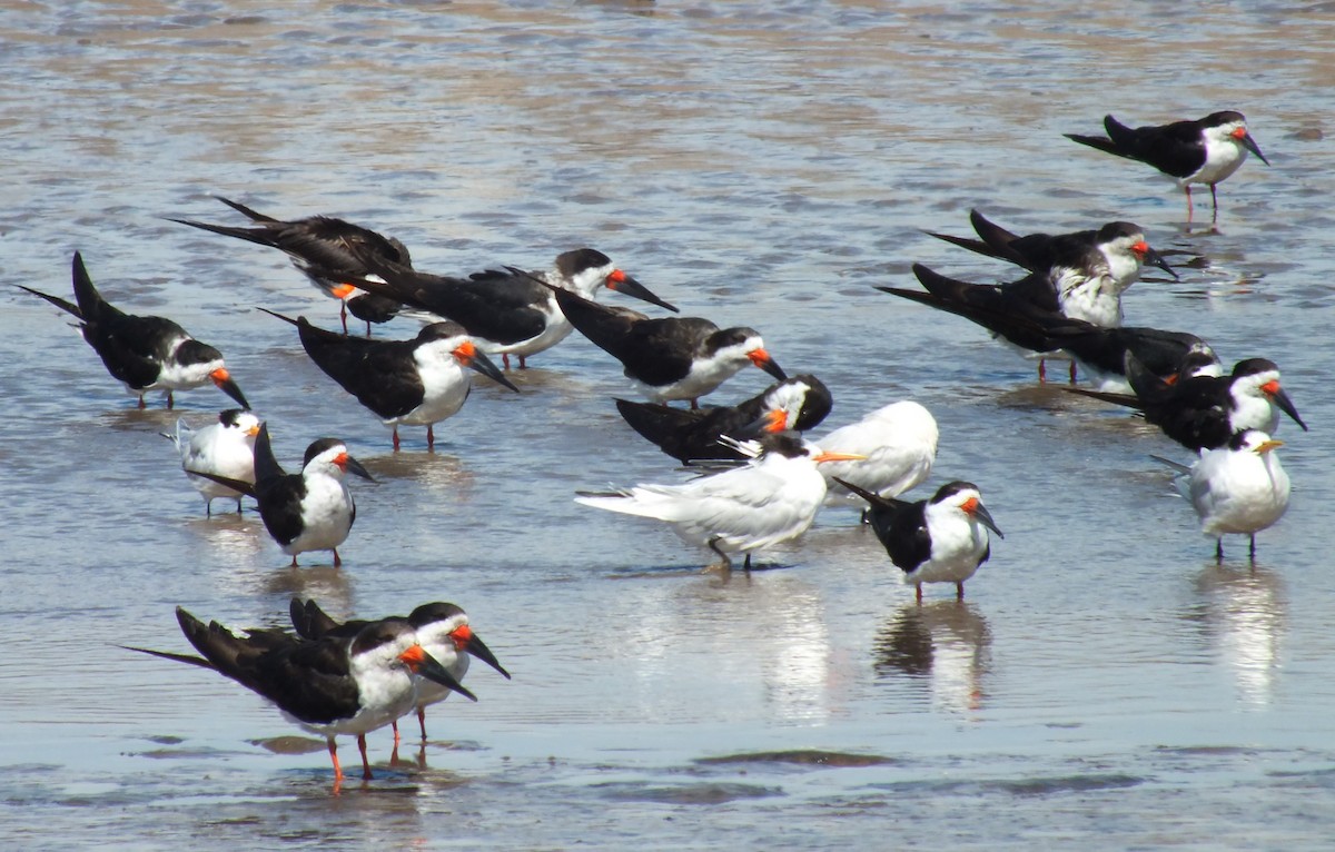 Black Skimmer - ML638741717