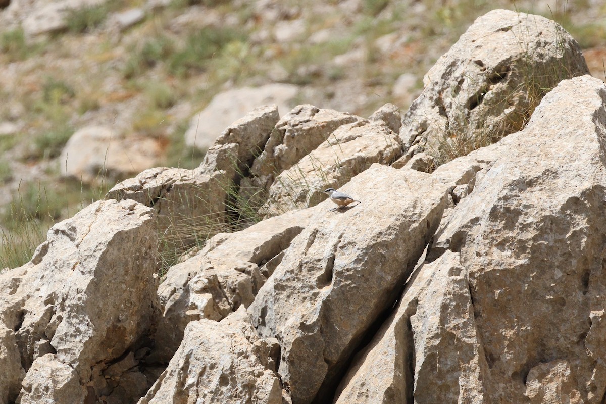 Western Rock Nuthatch - ML638741720