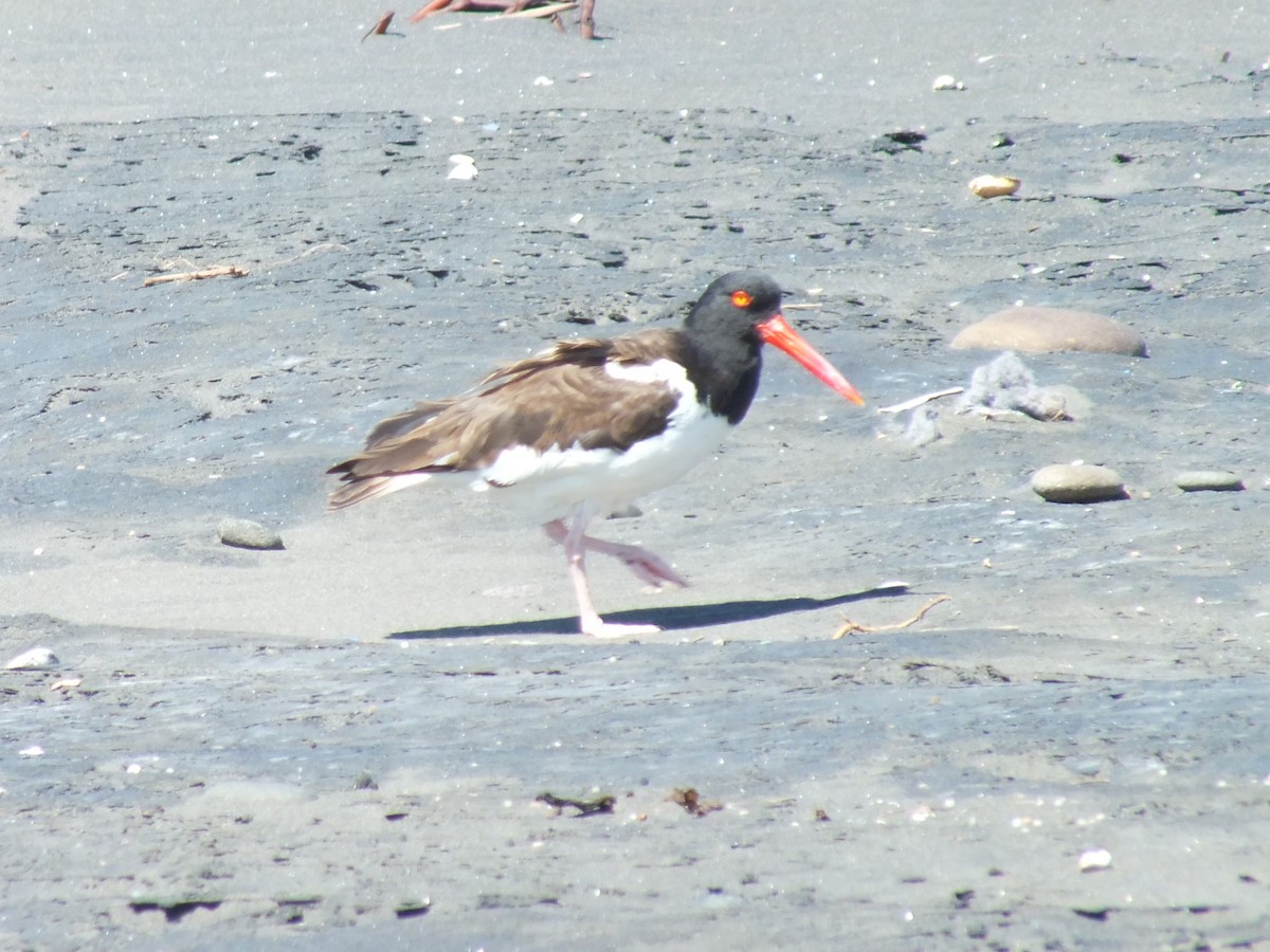 American Oystercatcher - ML638741721