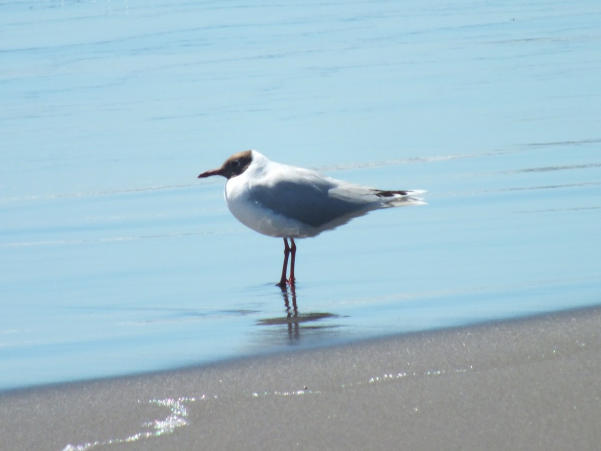Brown-hooded Gull - ML638741724