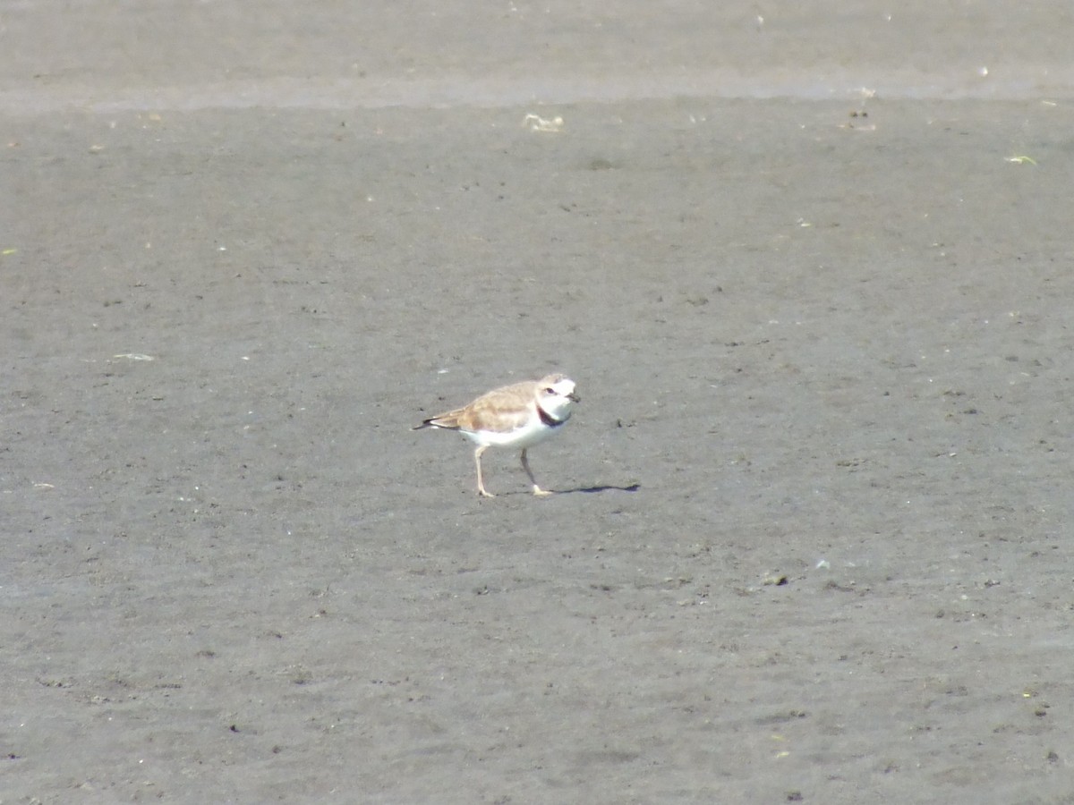Collared Plover - ML638741725