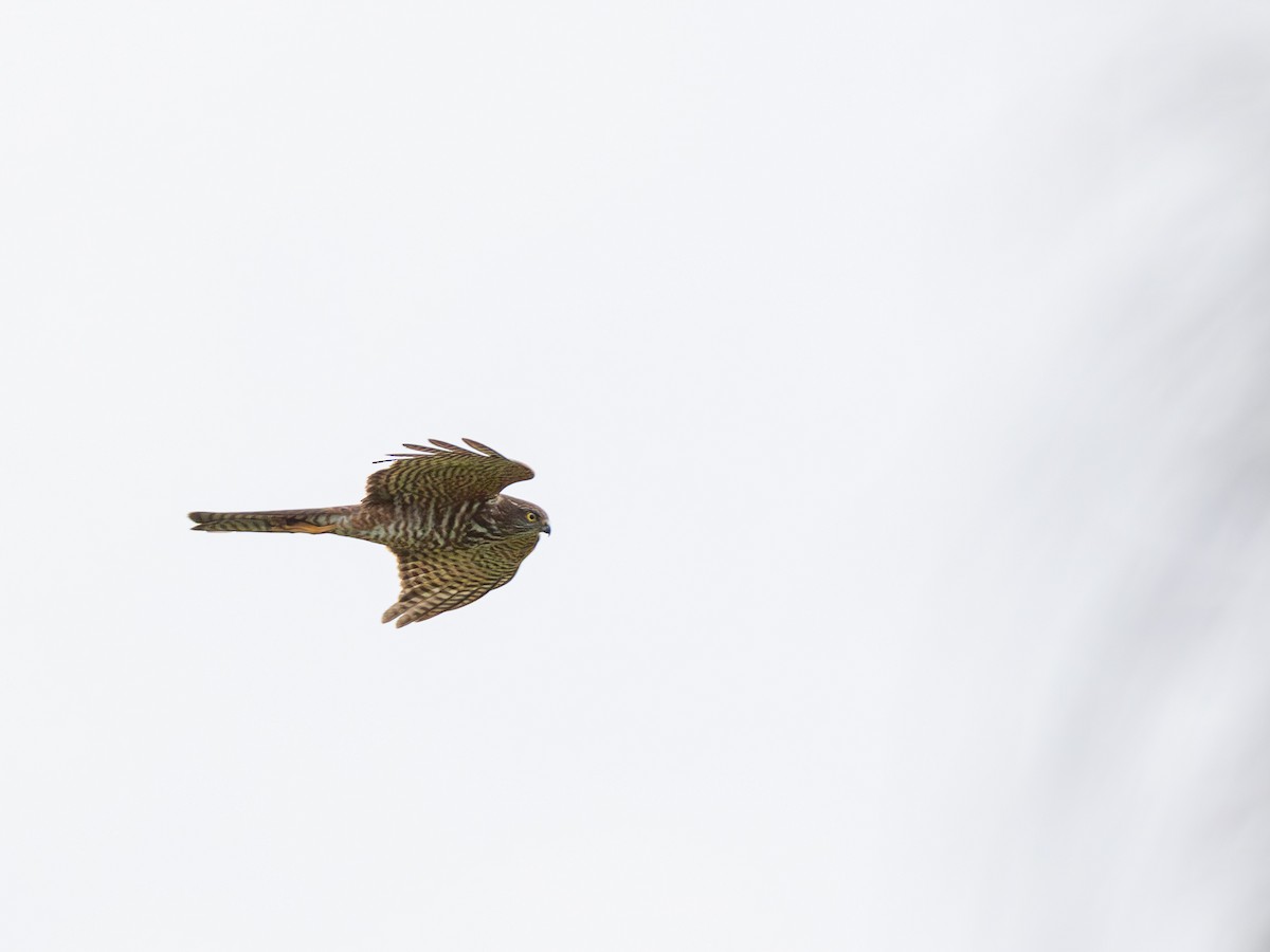 Collared Sparrowhawk - ML638741730