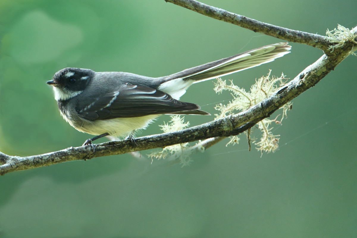 Gray Fantail (alisteri) - ML638741731