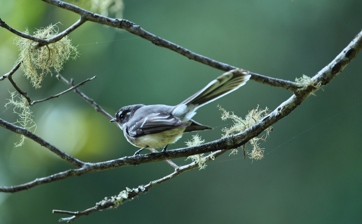 Gray Fantail (alisteri) - ML638741732
