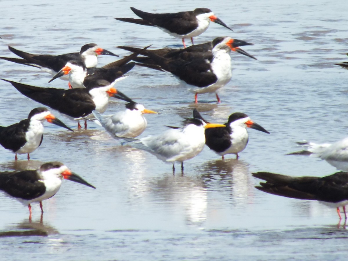Elegant Tern - ML638741736