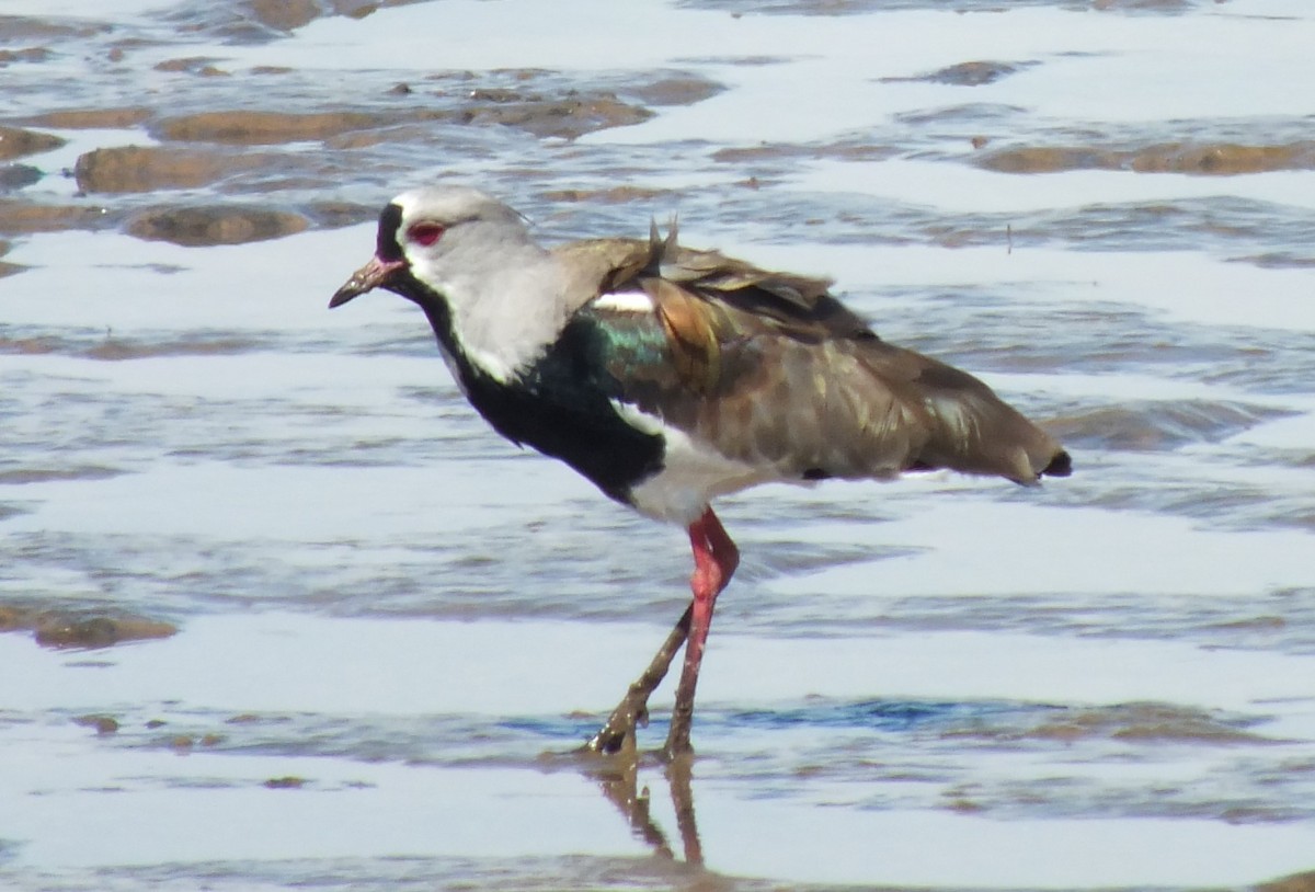Southern Lapwing - ML638741738