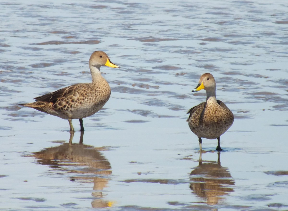 Yellow-billed Pintail - ML638741744