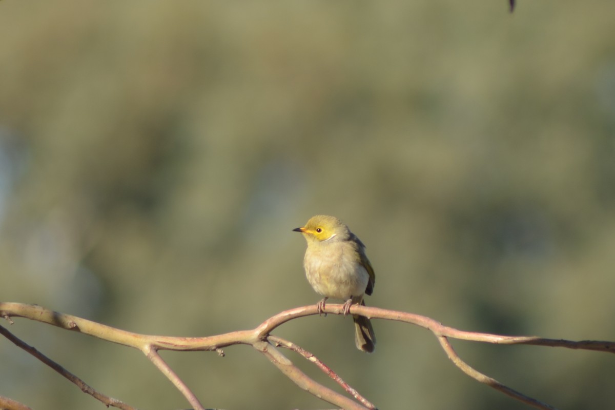 White-plumed Honeyeater - ML638741745