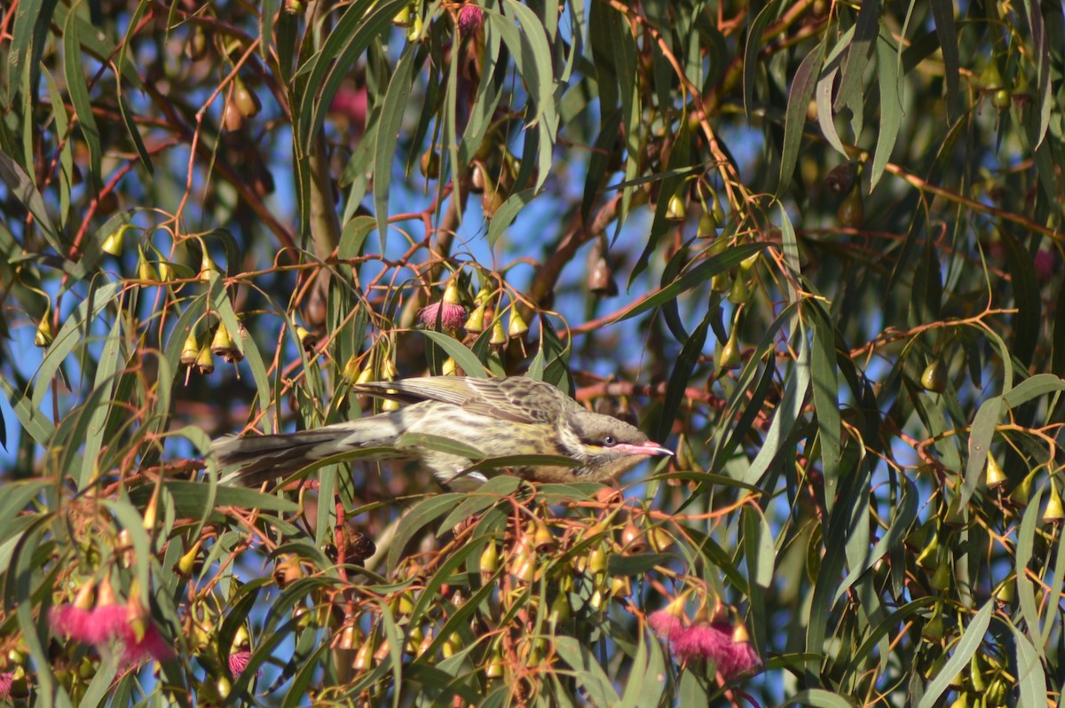 Spiny-cheeked Honeyeater - ML638741749