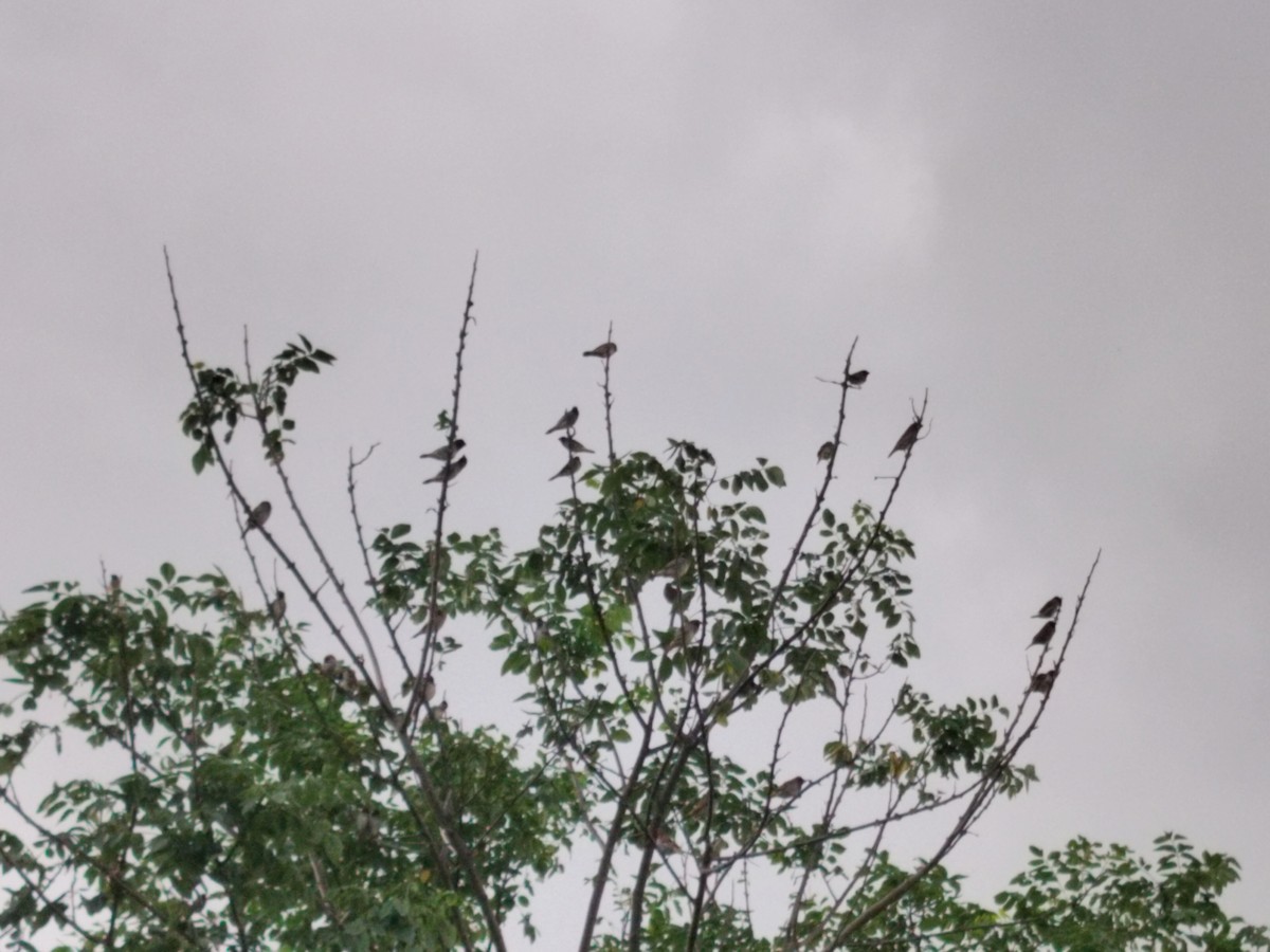 Scaly-breasted Munia - ML638741750