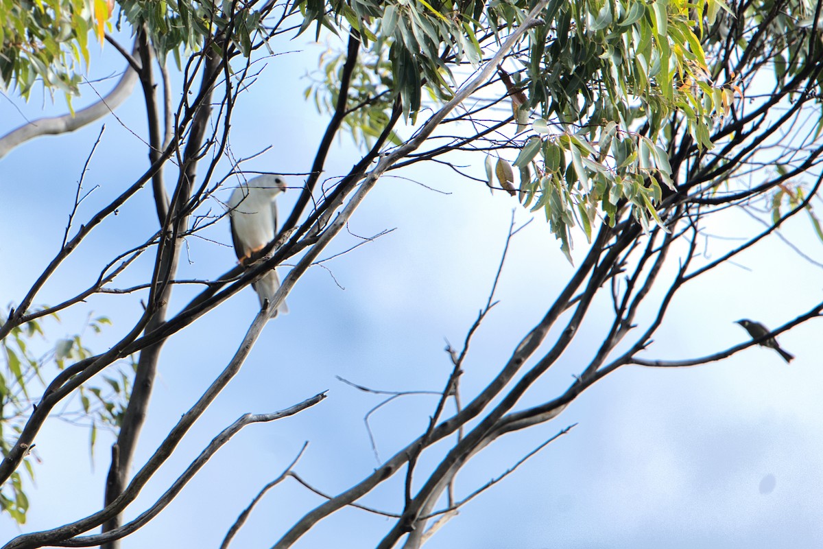Gray Goshawk - ML638741751