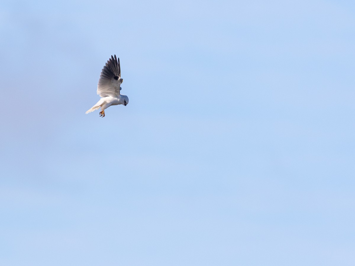 Black-shouldered Kite - ML638741753