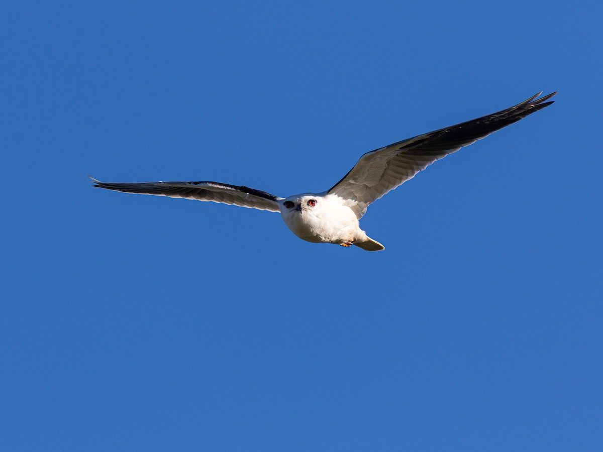 Black-shouldered Kite - ML638741754