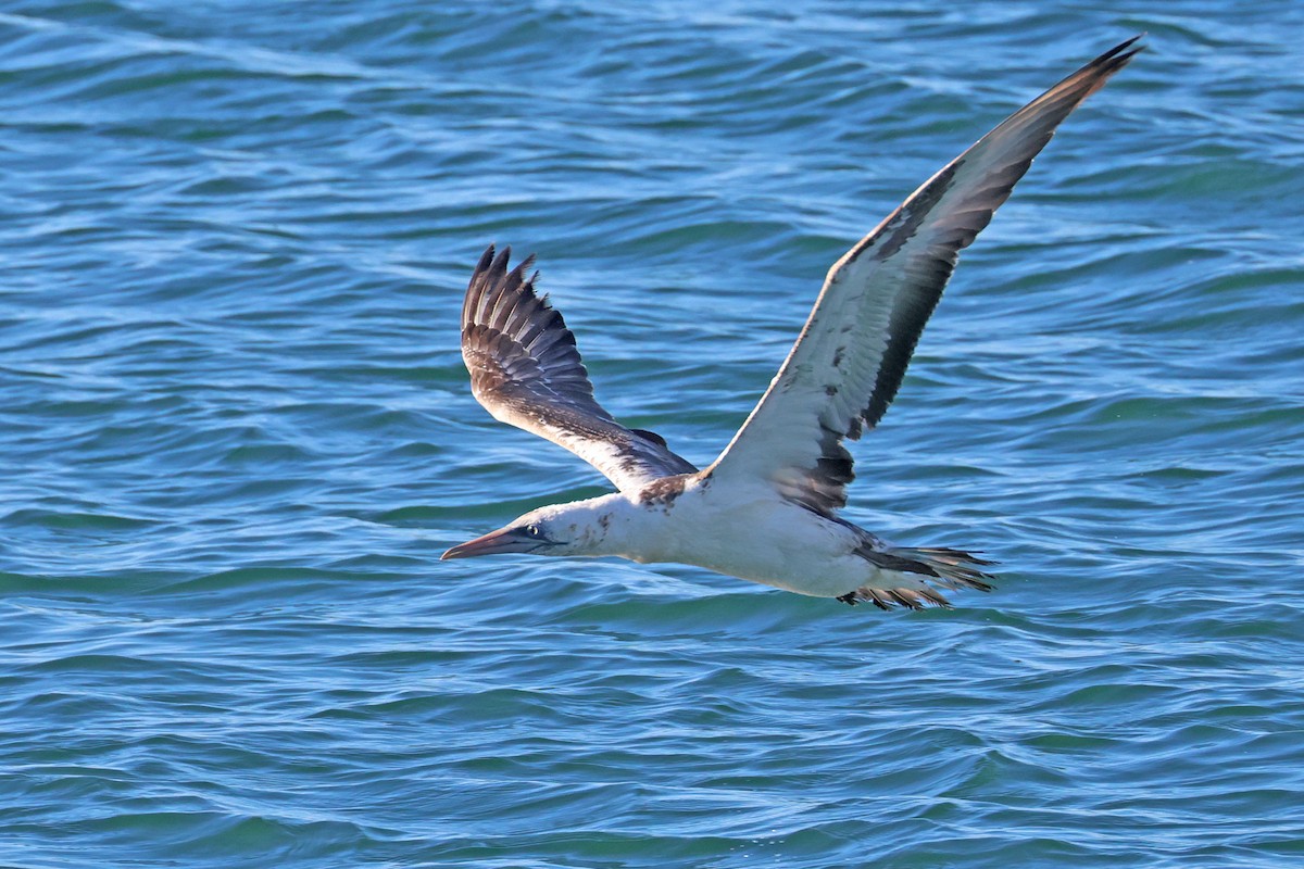 Australasian Gannet - ML638741755
