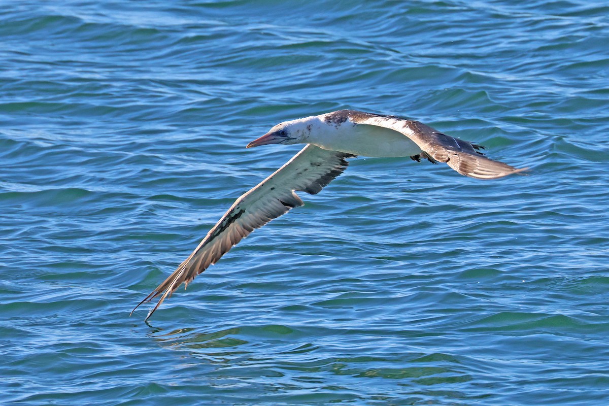 Australasian Gannet - ML638741756