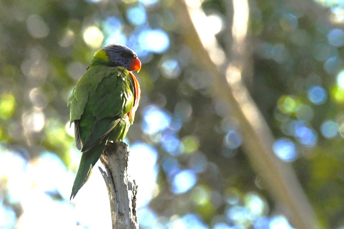 Rainbow Lorikeet - ML638741757
