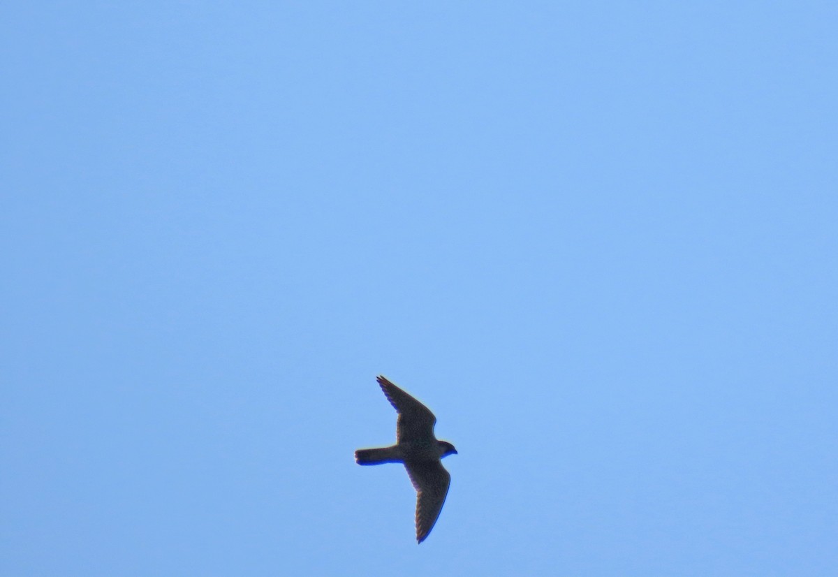 Peregrine Falcon - ML638741758