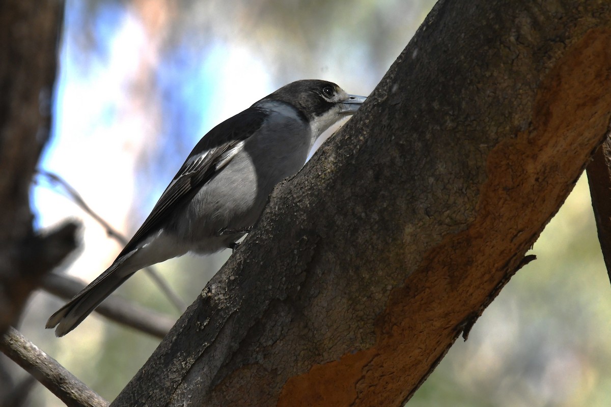 Gray Butcherbird - ML638741759