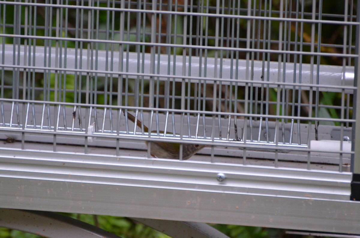 Common Tailorbird - ML638741762
