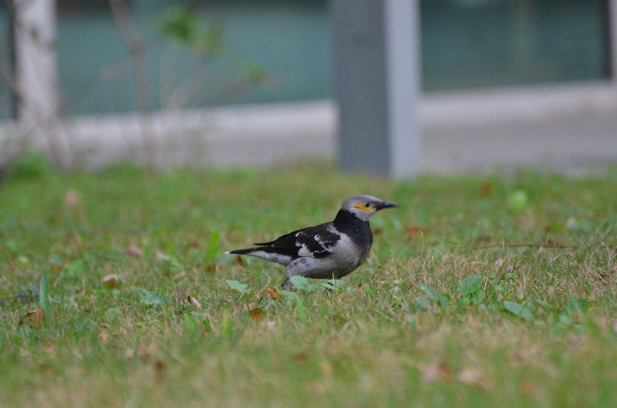 Black-collared Starling - ML638741765