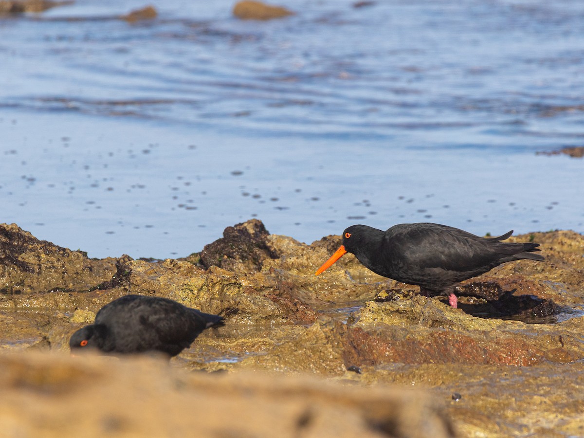 Sooty Oystercatcher - ML638741766